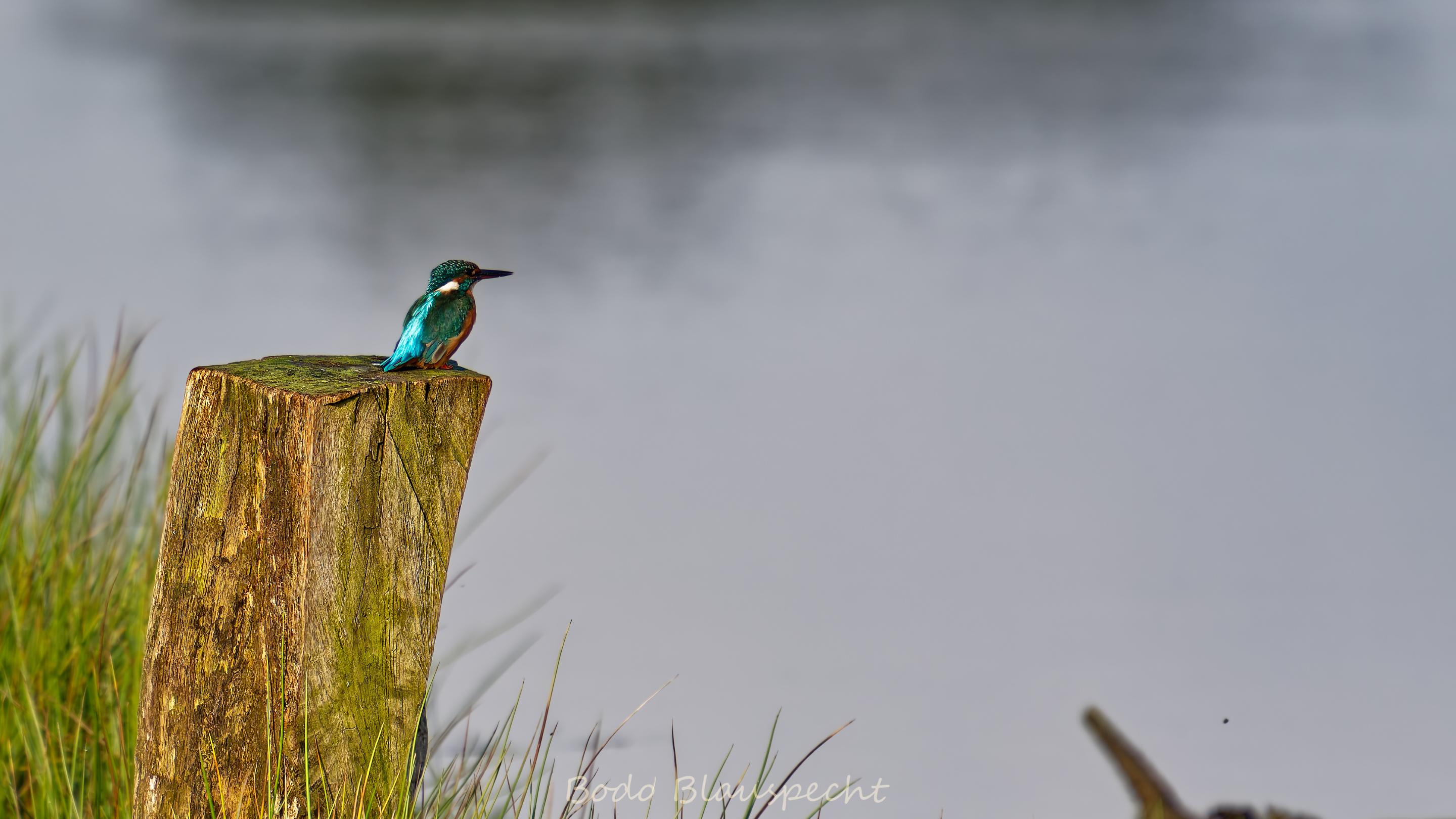 Eisvogel   Steveraue   2020.10.09 10.28 39 HQ